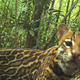 A curious ocelot photobombs one of the more than 100 cameras set up by University of East Anglia researchers. This kitty, however, isn’t one of the species responsible for ruining farmers’ crops.